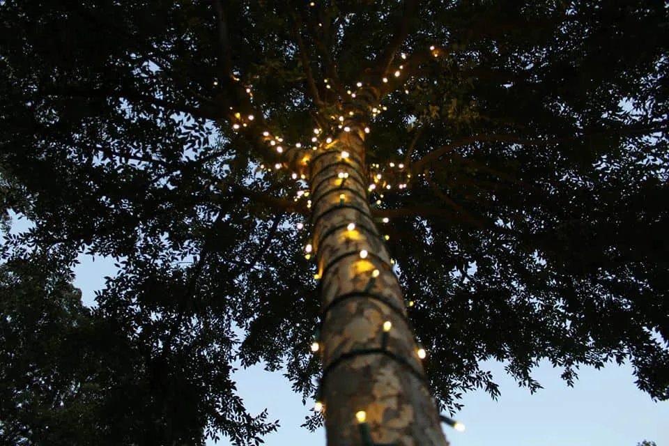 HOW TO WRAP OUTSIDE TREES WITH CHRISTMAS LIGHTS