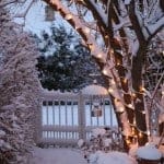 White Lights on Tree with Snow White Lights on Tree with Snow