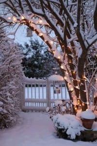 White Lights on Tree with Snow