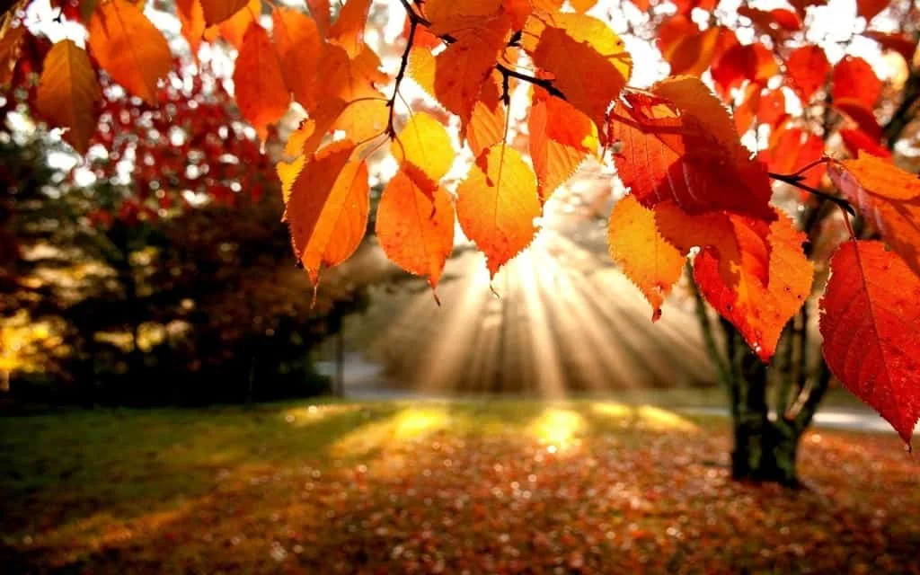 diy fall leaves