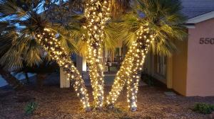 lights-on-palms